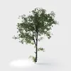 3D-Modell eines realistischen Baumes mit einem stabilen dunklen Stamm und einem vollen Baldachin aus leuchtend grünen Blättern in den Formaten MAX, RAR und SKP.